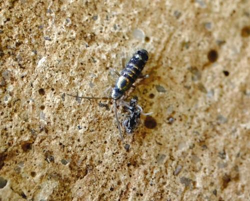 Tomocerus vulgaris